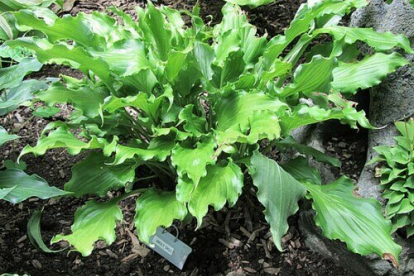 Hosta ´Unruly Child´ (Hosta)