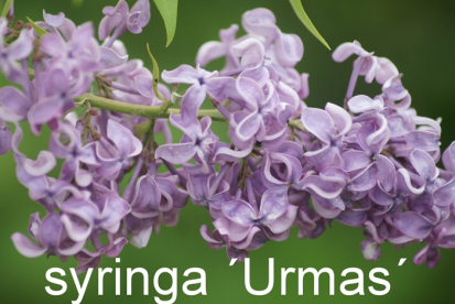 Harilik sirel ´Urmas´ (Syringa vulgaris)