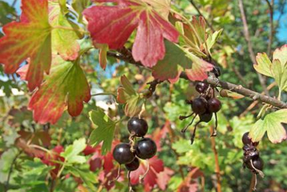 Kuldsõstar ´Krupnoplodnaja Uzbekistajana´ (Ribes aureum)