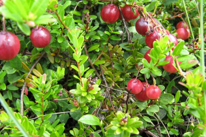 Jõhvikas ´Stevens´ (Vaccinum macrocarpa)