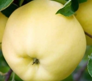 Aed õunapuu ´Valge Klaarõun´ (Malus domestica)