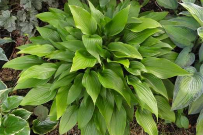 Hosta ´Valley´s Chute the Chute´ (Hosta)