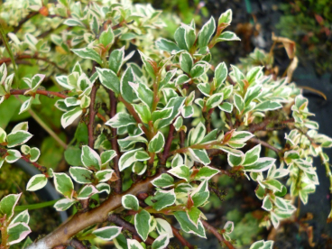 Tuhkpuu ´Variegatus´ (Cotoneaster)