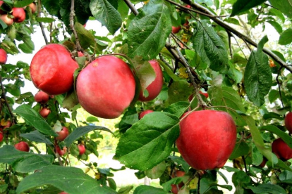 Õunapuu ´Veinõun´ (Malus)