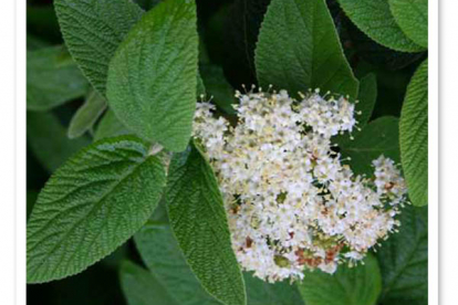 Kurdlehine lodjapuu (Viburnum-rhytidophyllum)