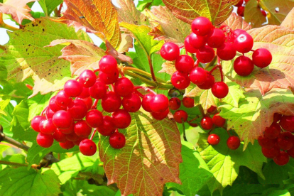 Harilik lodjapuu ´Kievskaja Sadovaja´ (Viburnum opullus)