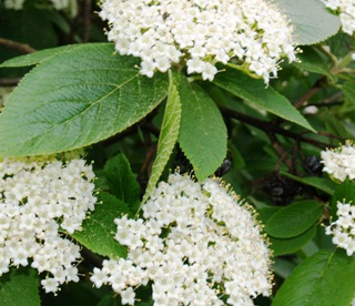 Villane lodjapuu (Viburnum lantana)