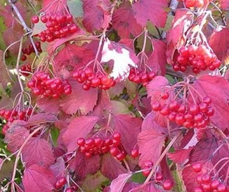 Harilik lodjapuu ´Ulgen´ (Viburnum opulus) - Tellimisel