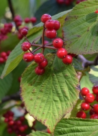 Wrighti lodjapuu (Viburnum wrightii)