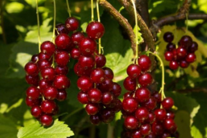 Punane sõstar ´Viksnes´ (Ribes rubrum)