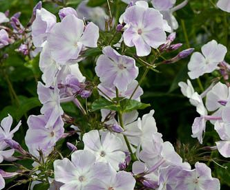 Floks ´Violet Gloriosa´ (Phlox paniculata)