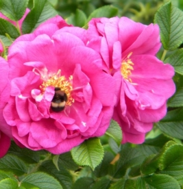 Kurdlehine kibuvits ´Violeta´ (Rosa rugosa) - Tellimisel