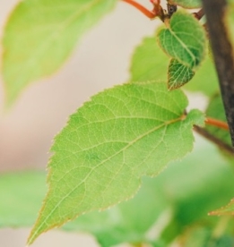 Südajas aktiniidia ´Vir´ (Actinidia kolomicta)