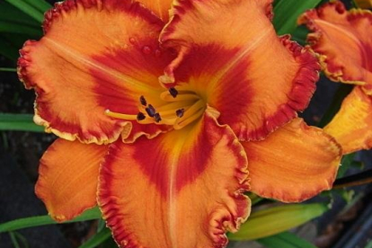 Päevaliilia ´Volcano Queen´ (Hemerocallis)