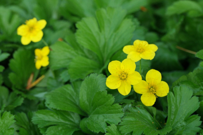 Siberi valdsteinia (Walssteinia ternata)