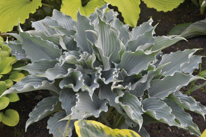 Hosta ´Waterslide´ (Hosta)