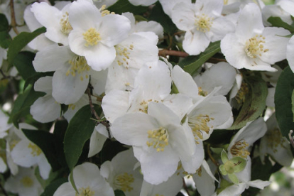 Ebajasmiin ´Watertonii´ (Philadelphus)