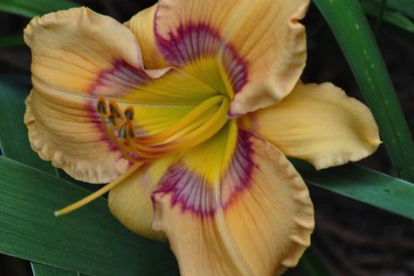 Päevaliilia ´Web of Intrigue´ (Hemerocallis)
