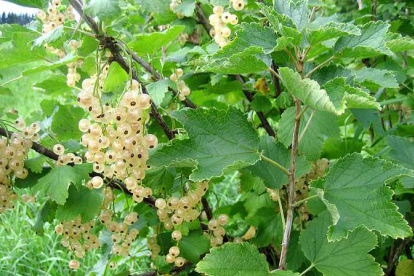 Valge sõstar ´Werdavia´ (Ribes niveum)