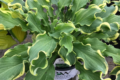 Hosta ´Wheee!´ (Hosta)