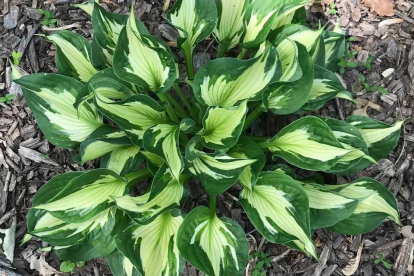 Hosta ´Wirlwind´ (Hosta)