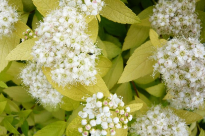 Jaapani enelas ´White Gold´ (Spiraea japonica) -  saadavus  Juuni 2023