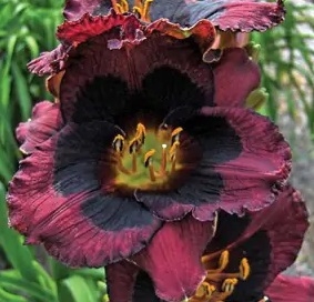 Päevaliiia ´Whoopy´ (Hemerocallis)