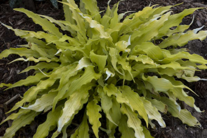 Hosta ´Wiggles and Squiggles´ (Hosta)