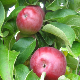 Sammasõunapuu ´Wijcik´ (Malus domestica) - 25 cm kõrge taim