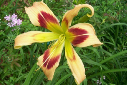 Päevaliilia ´Wild and wonderful´ (Hemerocallis)