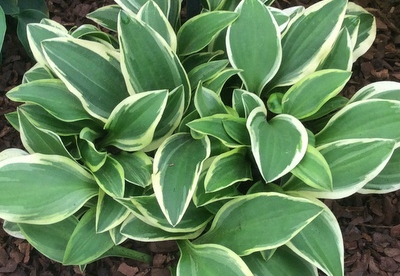 Hosta ´Woodland Elf´ (Hosta)