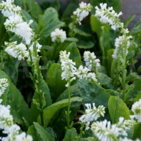 Austria vulfeenia (Wulfenia carinthiaca)  'Alba'