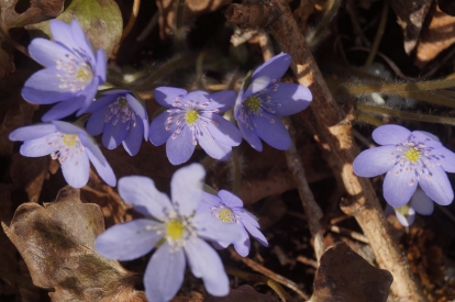 Harilik sinilill ´X4´ (Hepatica nobilis)