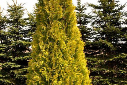 Harilik elupuu ´Yellow Ribbon` (Thuja occidentalis)