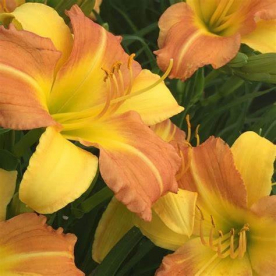 Päevaliilia ´Punch Yellow´ (Hemerocallis)