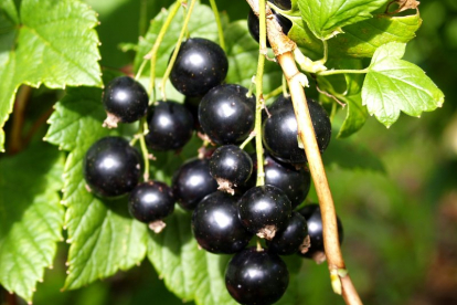 Must sõstar ´Tšornõi Zemzug´ (Ribes Nirgum) - noortaim