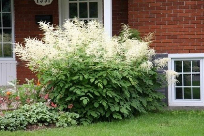 Hiina Kitseenelas `Zweiweltenkind' (Aruncus sinensis )