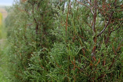 Harilik elupuu ´Abel Twa´ (Thuja occidentalis)