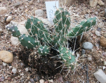 Kaktus (Opuntia fragilis) - taluvad väljas kuni -30 kraadi külma