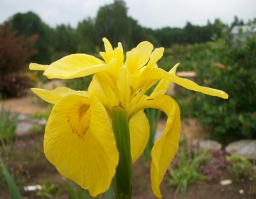 Kollane võhumõõk ´Double´ (Iris pseudacorus)