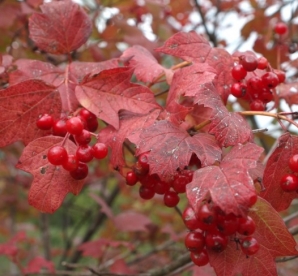 Harilik lodjapuu ´31-4-K´ (Viburnum opulus) - Suure söödava viljaga - Tellimisel