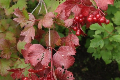 Harilik lodjapuu ´N - 312-31-51´ (Viburnum opulus) - tellimisel