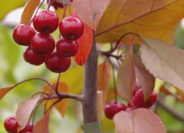 Iluõunapuu ´Professor August Vaga´ (Malus)