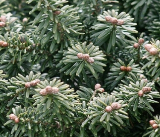 Palsami nulg ´Palamuse´ (Abies balsamea)  -