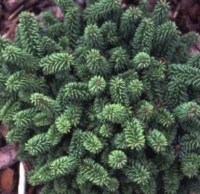 Palsami nulg  Kiwi´ (Abies balsamea) - tellimisel