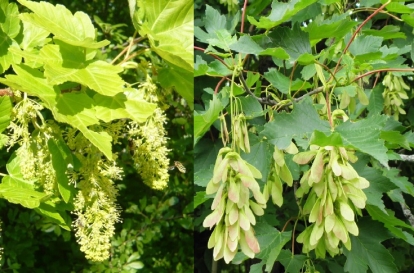 Mägivaher (Acer pseudoplatanus) - taimed 20 ... 40 cm kõrged