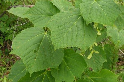 Pärnvaher (Acer tegmentosum)