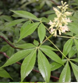 Sile hobukastan (Aesculus glabra)