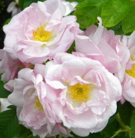 Kurdlehine kibuvits ´Agra´ (Rosa rugosa) - Tellimisel