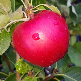 Õunapuu ´Agra´ (Malus domestica) - okulaat kuni 30 cm kõrge